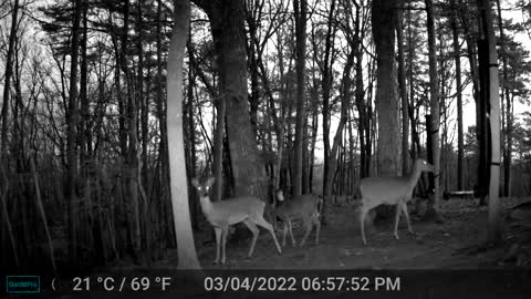 The Woods - 03/06/2022