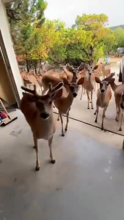 Welcome to the jungle 😂😂😂