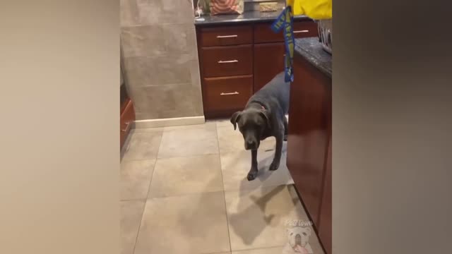 Dogs And Cats Reaction To Food Funny Animal Reaction Pets