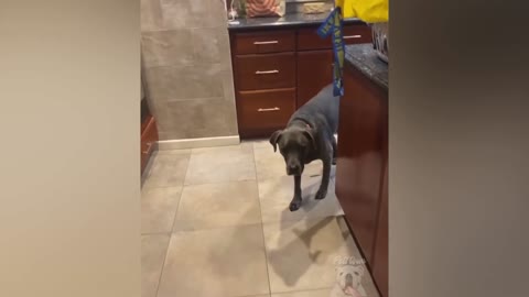 Dogs And Cats Reaction To Food Funny Animal Reaction Pets