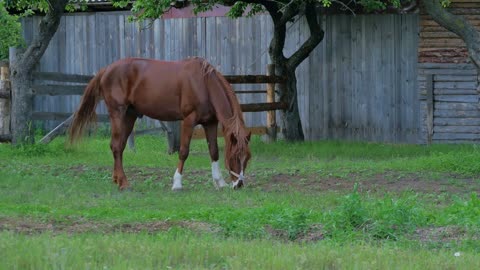 The horse eating a green grass in front of the wooden fence
