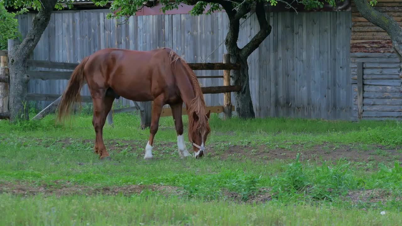 The horse eating a green grass in front of the wooden fence