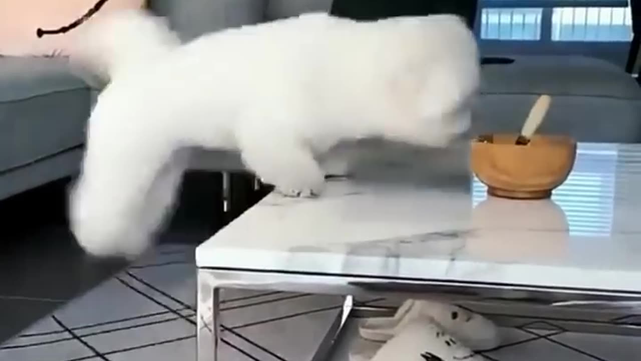 funny dog