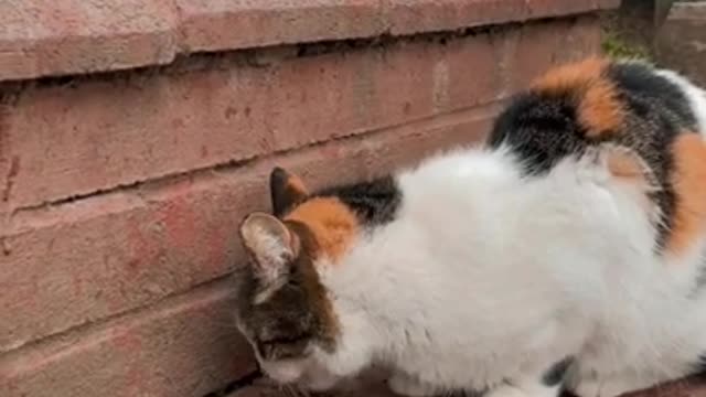 Cats eating cat food.