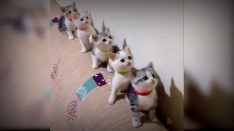 Baby cute cats and funny cat video#MFGfunny