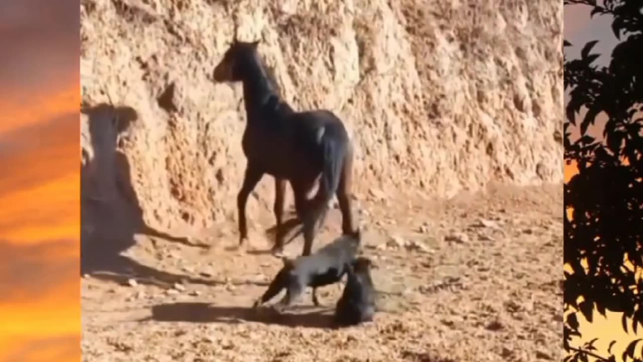 Funny dog video