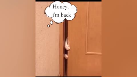 Funny dogs and cats ! TRY NOT TO LAUGHJ