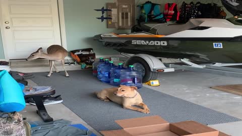 Dog Acts as Point Man for Doe Food Thief