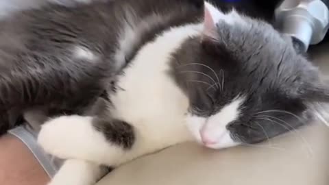 Very cute dog baby