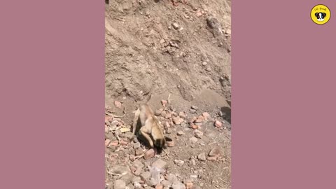 Funniest Animals Funny Dog And Cat Funny Animals Video 35
