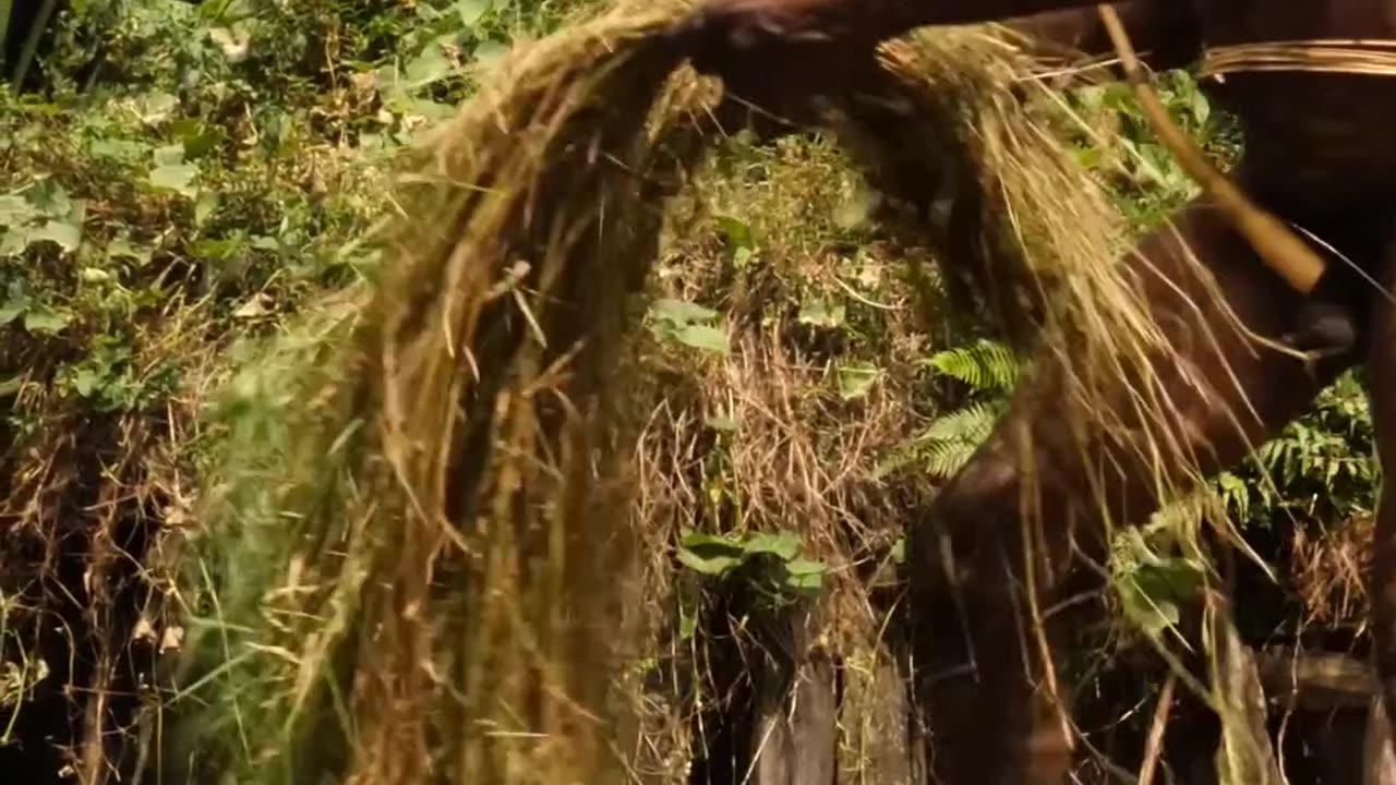 Inside a Rare Feast: The Dani People's Cooking Traditions