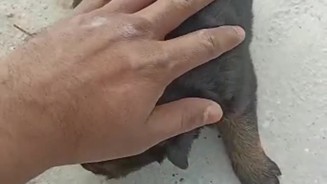 Sohna Saa Dog's Baby Good Gultari Dog