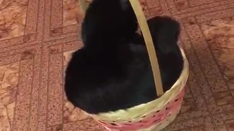 Кошка в корзине