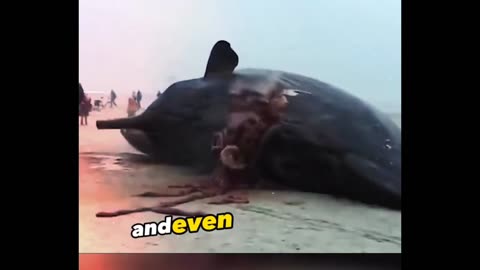 Why You Should Never Approach Whale Carcasses