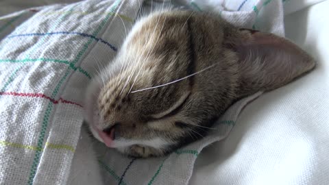 I Twisted a Whisker when I Tried to Catch the Hamster