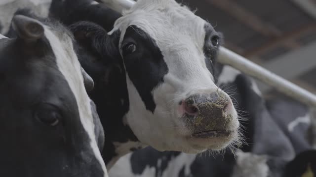 Cow in a stable chewing its food