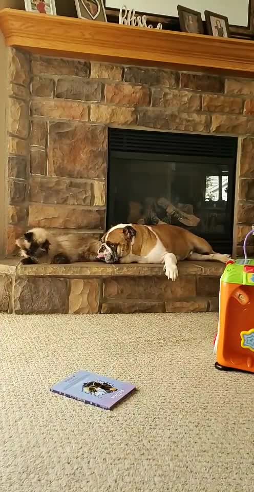 English Bulldog & Himalayan cat are the best of friends