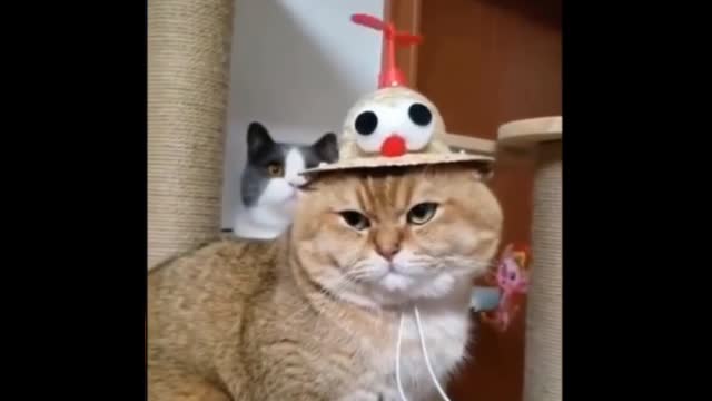 Iam a cat lover ππππππcat is very pretty