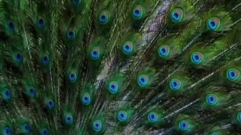 Indian National bird