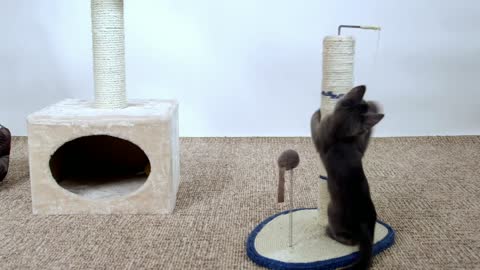 Cute kittens playing _ Funny cats and kittens videos 2022 #53