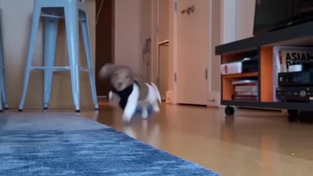 🤣 best funny dog of internet