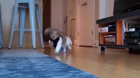 🤣 best funny dog of internet