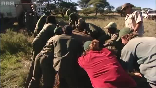 Caring for a Two Tonne Rhino | Vet Safari | BBC Earth