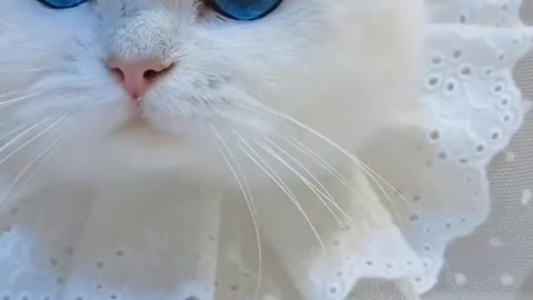 cute cat video || the is very confused
