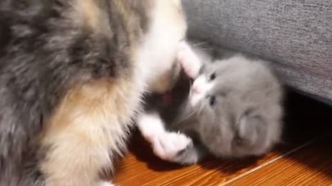 cat