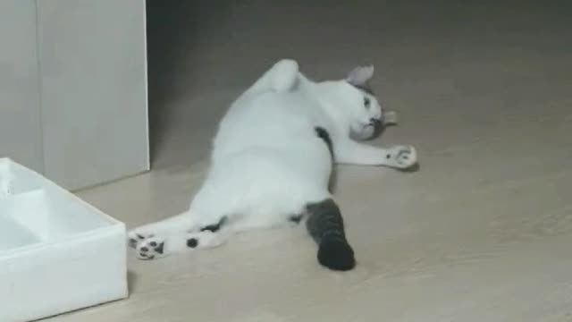 cats that are bothersome in everything