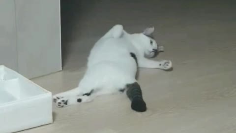 cats that are bothersome in everything