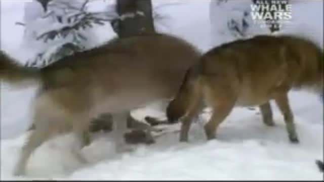 SIBERIAN RAVEN Taking BATH in SNOW After Stealing Food from WOLVES