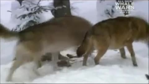SIBERIAN RAVEN Taking BATH in SNOW After Stealing Food from WOLVES