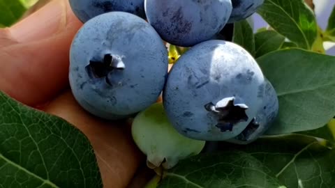 Pick Your Own - blueberries from London ON farm
