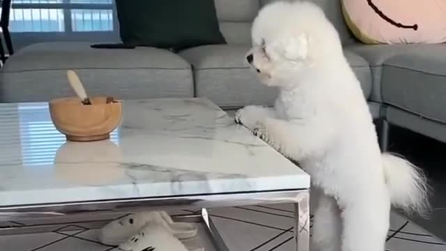 lovely dog try to reach the meal..
