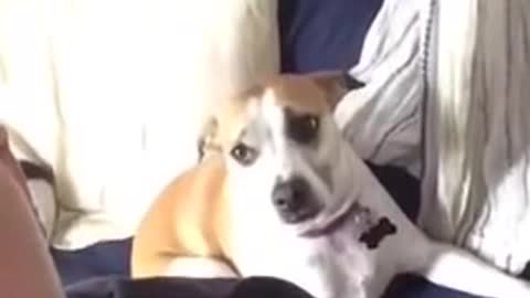 dog funny posses