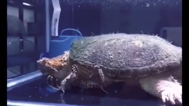 Funny pets
