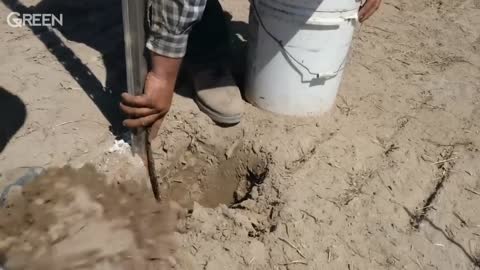Panen Anggur Kualitas Super | Proses Pembibitan