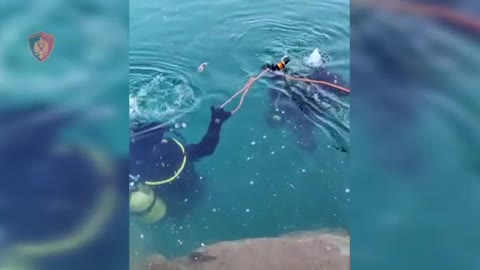 30 metra nën ujë, momenti kur palombarët gjejnë armët me të cilat u grabit banka