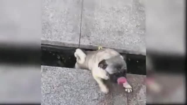 Dog fall in the trench while chasing the owner