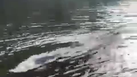 Crocodile swimming