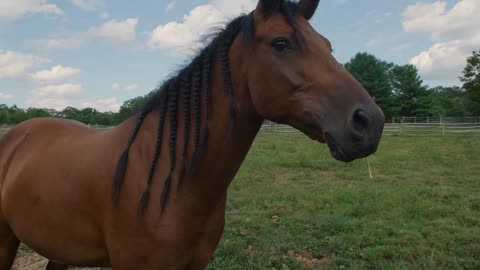 Cute & slightly goofy portrait of adult horse on beautiful farm with snotty nose