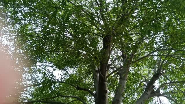This tree is so tall