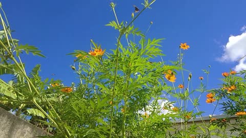 Butterflies in the garden