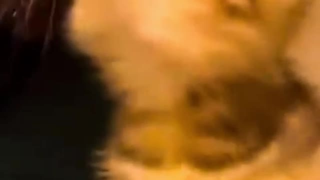 cat love human