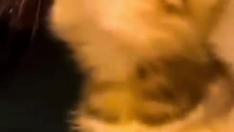cat love human
