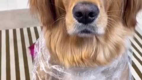 Fanny Pets || Fanny Dog || It's time to LAUGH with Dog's life