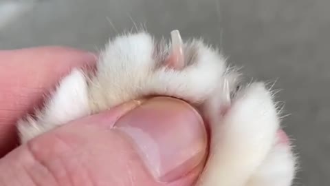 "Ugh, these humans are really pushing my (claw release) buttons."