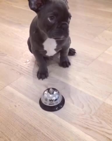Cachorro de Bulldog Francés hace sonar la campana a cambio de un premio