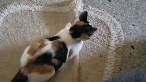 Rumble / Cats & Kittens — miawwwww cute cat 2